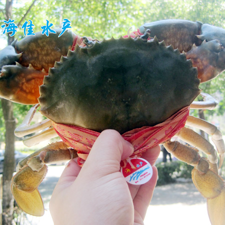 三门青蟹大公品种-正宗三青蟹大公品种